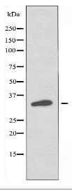 OR4P4 Antibody