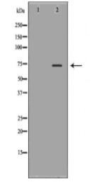 KLKB1 Antibody