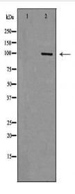 TLR3 Antibody