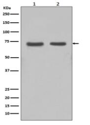 FUBP1 Antibody