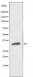 OR7C1 Antibody