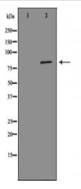 MCM7 Antibody