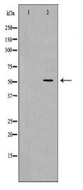 WASL Antibody