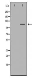 MAGED1 Antibody