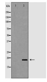 PTN Antibody