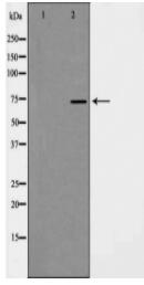 GRP75 Antibody