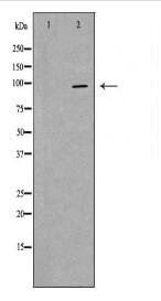 PIWIL4 Antibody