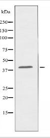 OR2B2 Antibody