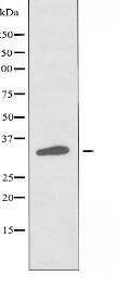 OR51D1 Antibody