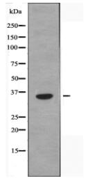 MRGX1 Antibody