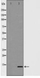 MSMB Antibody
