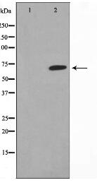 GCKR Antibody