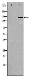 IL16 Antibody