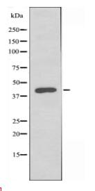 LFNG Antibody