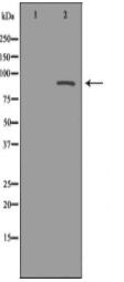 MAPK7 Antibody
