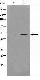 Actin-gamma2 Antibody