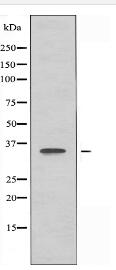 OR4C13 Antibody