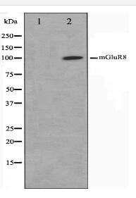 mGluR8 Antibody