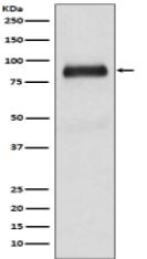 SATB2 Antibody