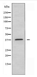 TMEM30B Antibody