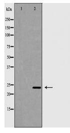 RAB27A Antibody