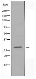 MYF5 Antibody