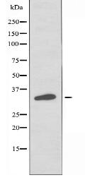 OR4C15 Antibody