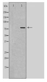 RUFY1 Antibody