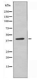 KAPCG Antibody