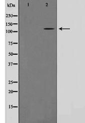 CARD6 Antibody