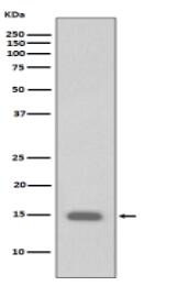 Phospho-Histone H3 (S10) Antibody