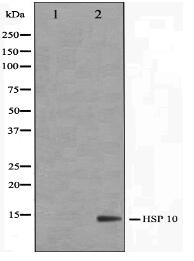 HSP10 Antibody