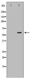 RAG2 Antibody