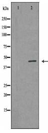 p53 Antibody