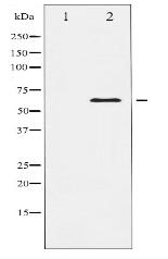 Elk1 Antibody
