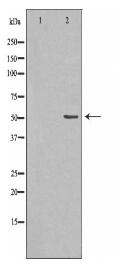 SMAD1 Antibody