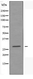 RAB33A Antibody