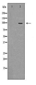 TLR5 Antibody