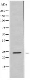 MAD2L1 Antibody