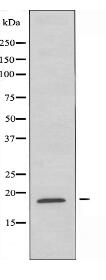 RAP2B Antibody