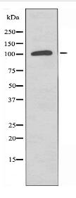 SDCG1 Antibody