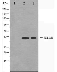 CLIM1 Antibody