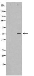 NUP62 Antibody