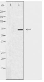 MED17 Antibody