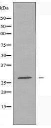 NFYB Antibody