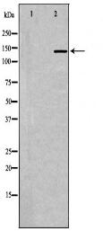 NTRK1 Antibody