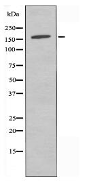 RGS12 Antibody