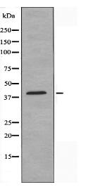 PE2R3 Antibody