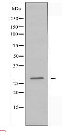 NPDC1 Antibody