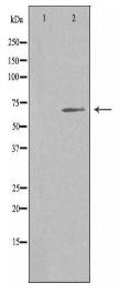 NR4A3 Antibody